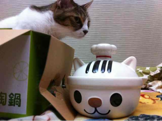 猫画像｜ムーティとネコ鍋