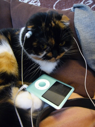 猫画像｜音楽ネコ