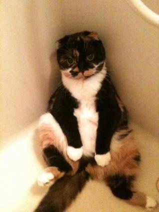 猫画像｜お風呂にお湯がはってない今がチャンス