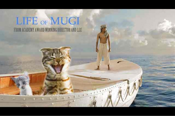 猫画像｜Life of Mugi