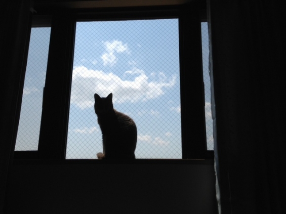 猫画像｜晴天。