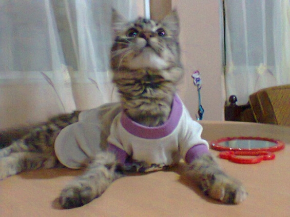猫画像｜Mila vestida