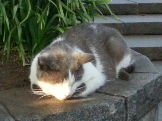 猫画像｜江ノ島の眠り猫