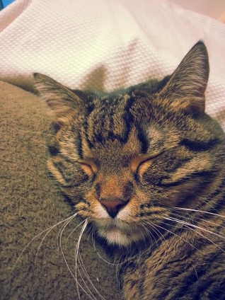 猫画像｜ブサイク寝顔