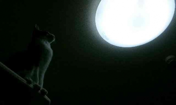 猫画像｜満月の夜