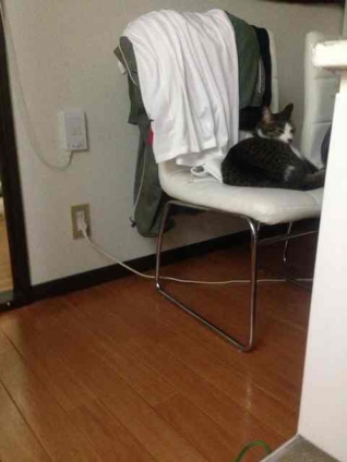 猫画像｜いつもの椅子に。。。