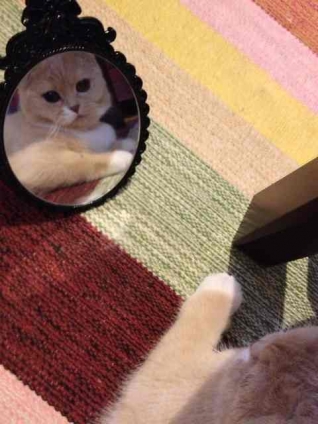 猫画像｜鏡を向けると少しイイ顔しだす猫