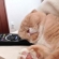 猫画像｜ゔ〜ん。。枕が硬いにゃ〜。。