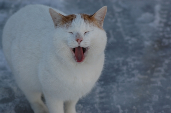 猫画像｜雪猫（１）