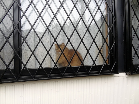 猫画像｜自宅警備中のジャンヌさん