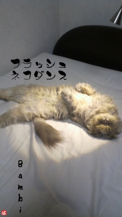 猫画像｜スポットを浴びるネコダンサーバンビ