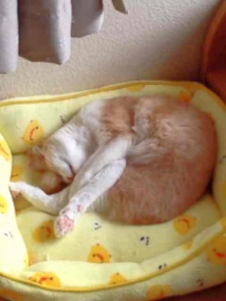 猫画像｜ヨガ熟睡