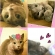 猫画像｜誕生日にゃぁん！ฅ(*´︶`*)ฅ♥&quot;