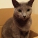 猫画像｜ぉっ箱にゃぁん！(〃&#039;▽&#039;〃)ﾉｼ☆