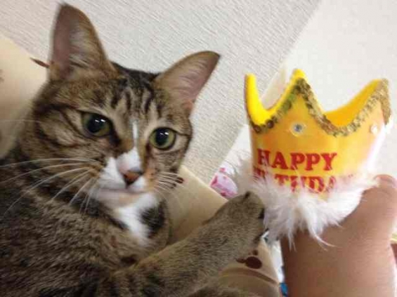 猫画像｜2歳の誕生日おめでっと〜にゃん！