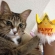 猫画像｜2歳の誕生日おめでっと〜にゃん！