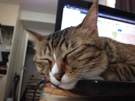 猫画像｜ON THE パソコンで寝る〜にゃん！