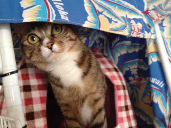 猫画像｜暖簾をくぐる〜にゃん！