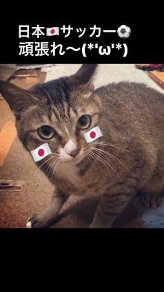 猫画像｜Ｗ杯の日本代表を応援するメルでーす！