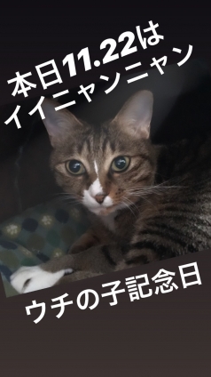 猫画像｜今日はドレゲボ記念日ニャン！