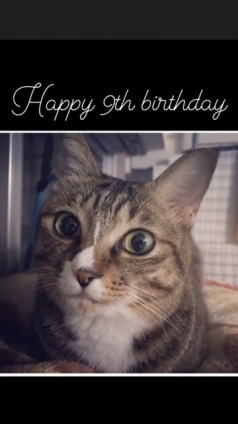 猫画像｜９歳の誕生日だったにゃん！