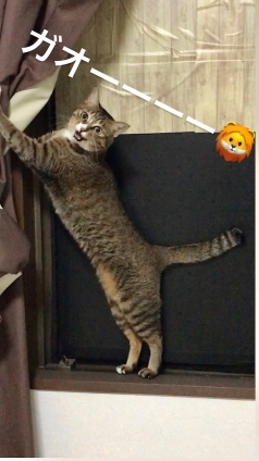 猫画像｜ガオ――――！メルでーす！