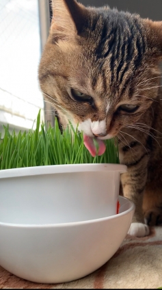 猫画像｜ムシャムシャ食べるメルでーす！