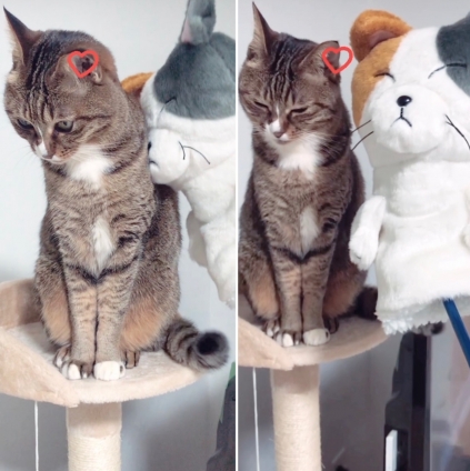 猫画像｜ニャン太郎君とラブラブニャン！