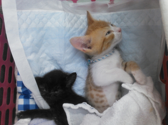 猫画像｜小次郎とヤマト　目を閉じて寝てください。