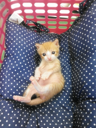 猫画像｜小次郎　保護から1ヶ月