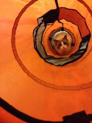 猫画像｜トンネルの世界