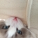 猫画像｜青い瞳が綺麗