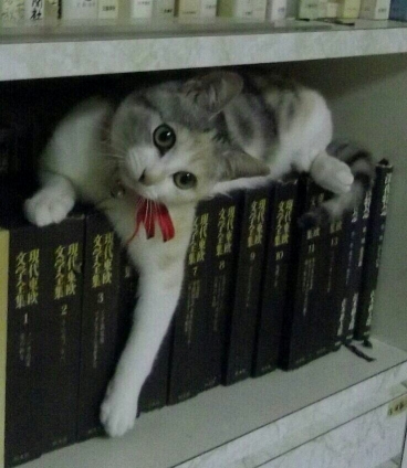 猫画像｜本棚の子