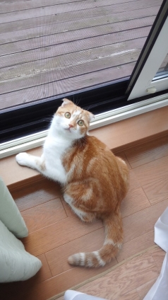 猫画像｜窓際の猫