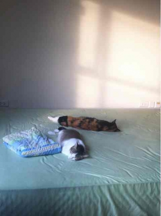 猫画像｜お昼寝