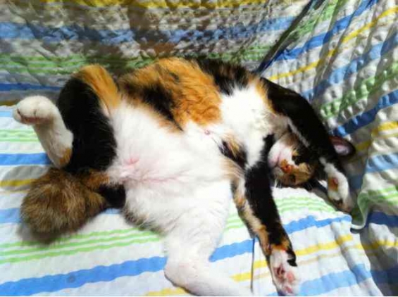 猫画像｜Zzzz…ニャンコ爆睡中