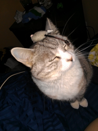 猫画像｜Kitty with her mouse