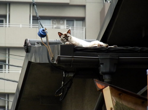 猫画像｜屋根上にゃんこ。