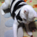猫画像｜白猫に、しましまセーター
