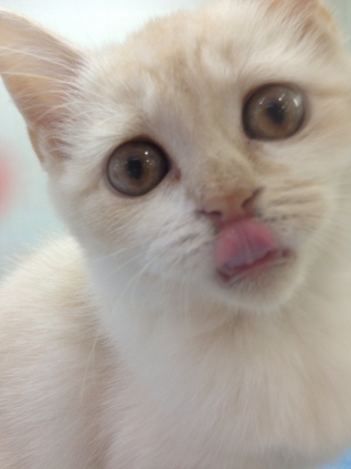 猫画像｜カメラ目線で舌を出している子猫