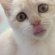カメラ目線で舌を出している子猫