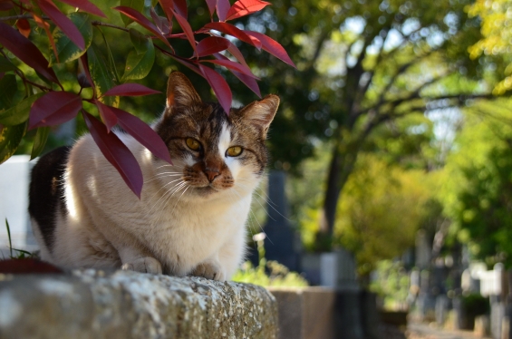 猫画像｜ポートニャート