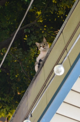 猫画像｜屋根の上からこんばんにゃ