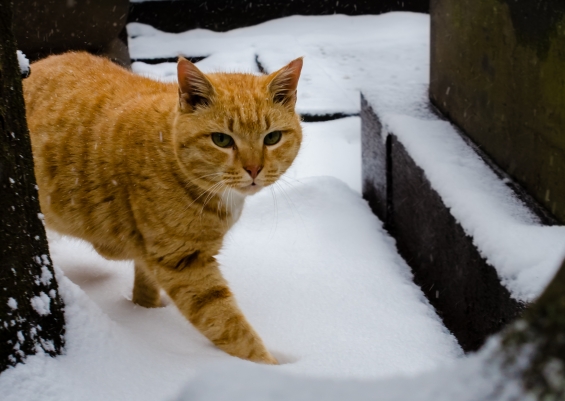 猫画像｜雪でもお散歩