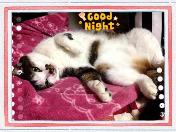 猫画像｜おやすみ、みきちゃん♥️