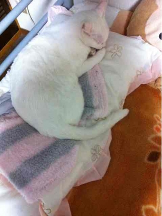 猫画像｜枕 占領！！