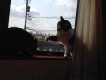 猫パンチ炸裂！