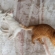 猫画像｜ホットカーペット
