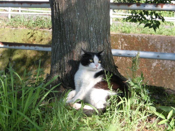 猫画像｜涼しい木陰
