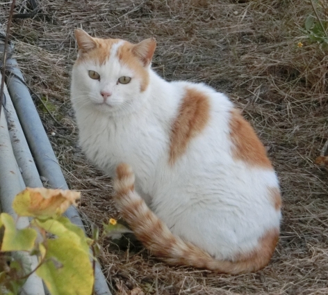 猫画像｜また会えたニャ(*^^)v